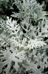 白い植物