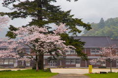 秋月城跡 秋月中学校の桜