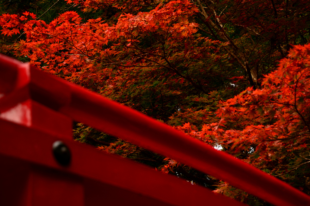 朱の世