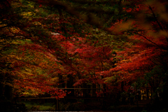 紅葉の頃