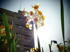 ラッパ