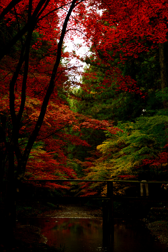 紅の頃Ⅱ