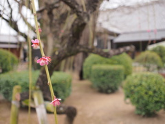待ち遠しい春