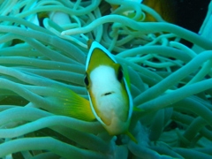カクレクマノミ