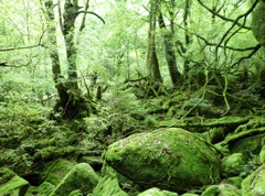 苔むす森