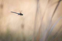 Aeshna mixta