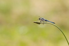 Orthetrum brunneum