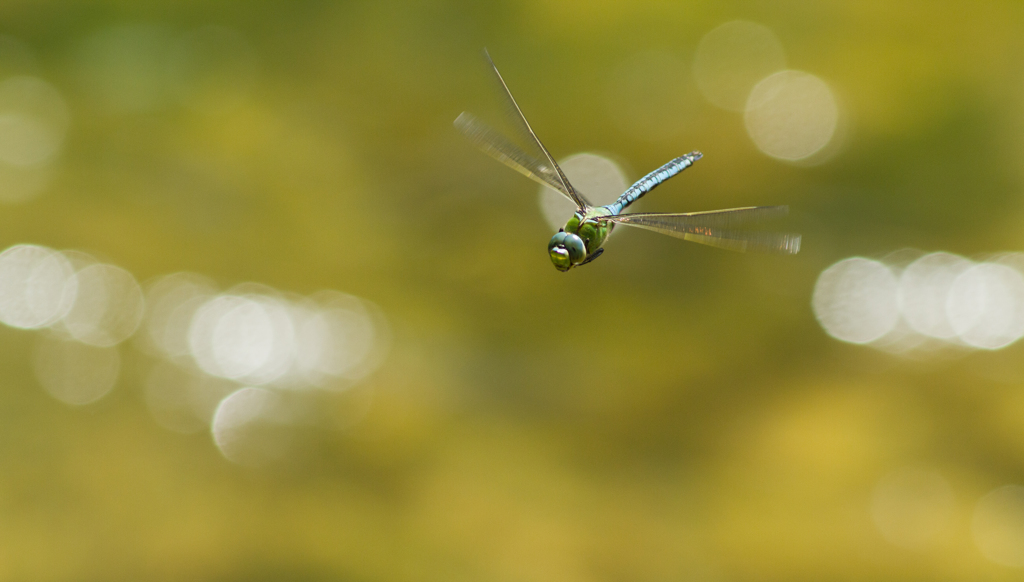 Anax imperator 