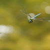 Anax imperator 