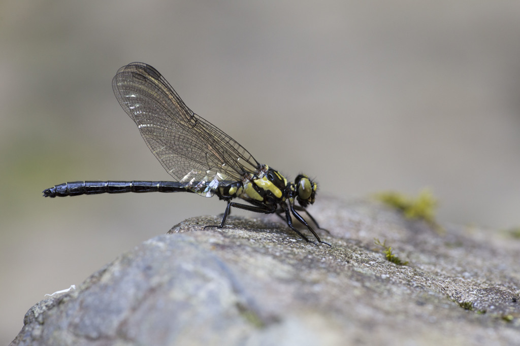 Lanthus fujiacus クロヒメサナエ