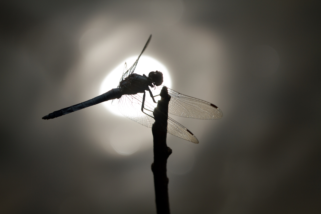 Orthetrum brunneum