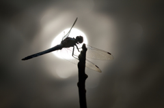 Orthetrum brunneum