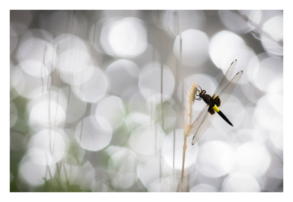 Pseudothemis zonata コシアキトンボ