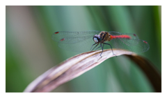 Sympetrum parvulum ヒメアカネ