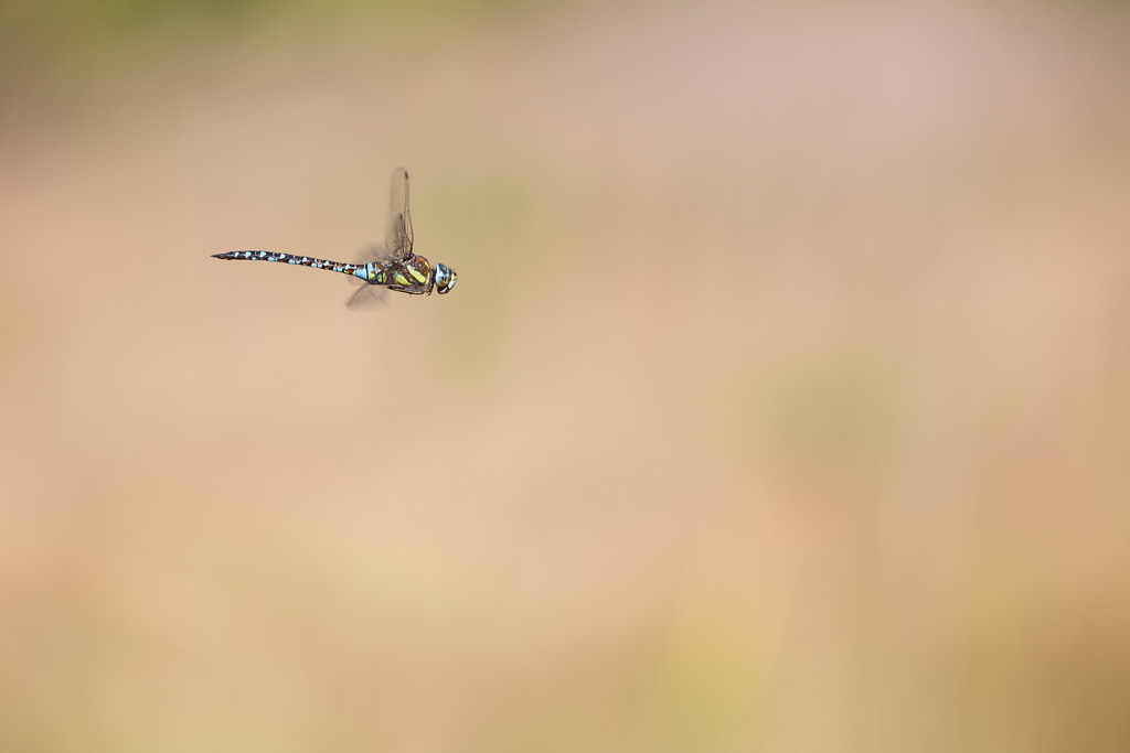Aeshna mixta