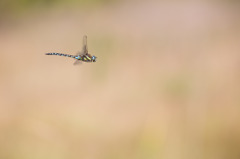 Aeshna mixta