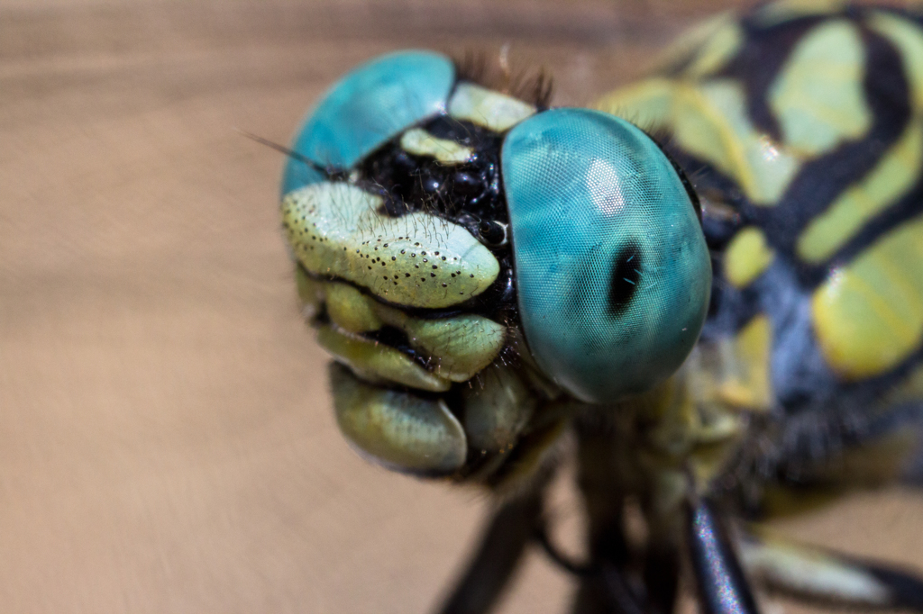 Onychogomphus forcipatus