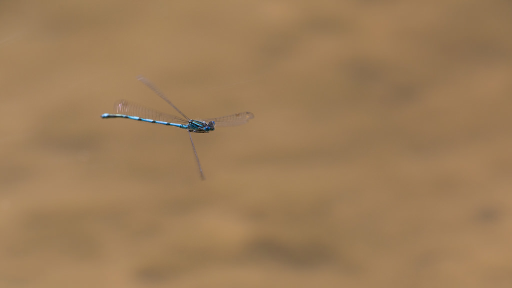 Erythromma lindenii