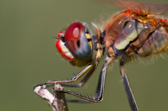 Sympetrum fonscolombii