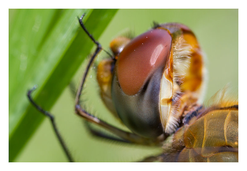 Pantala flavescens ウスバキトンボ