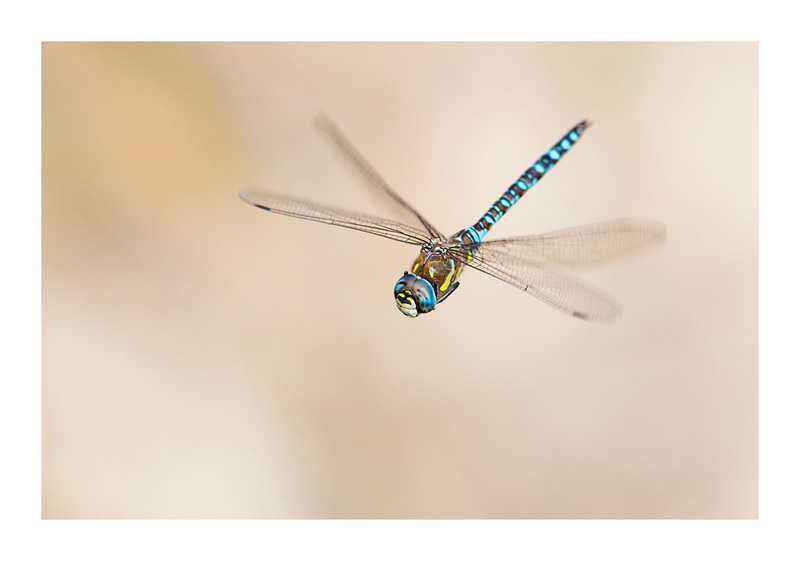 Aeshna mixta 