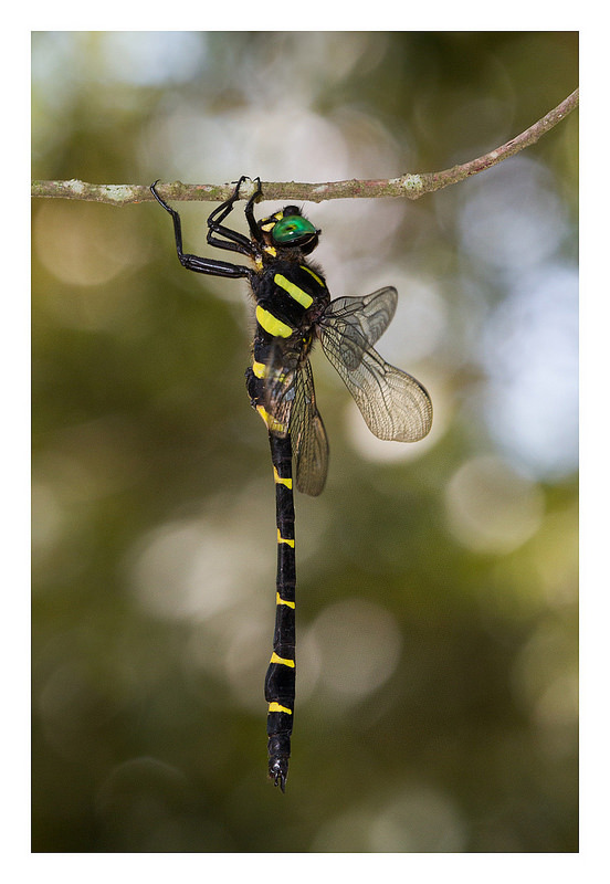 Anotogaster sieboldii オニヤンマ