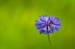 庭の花