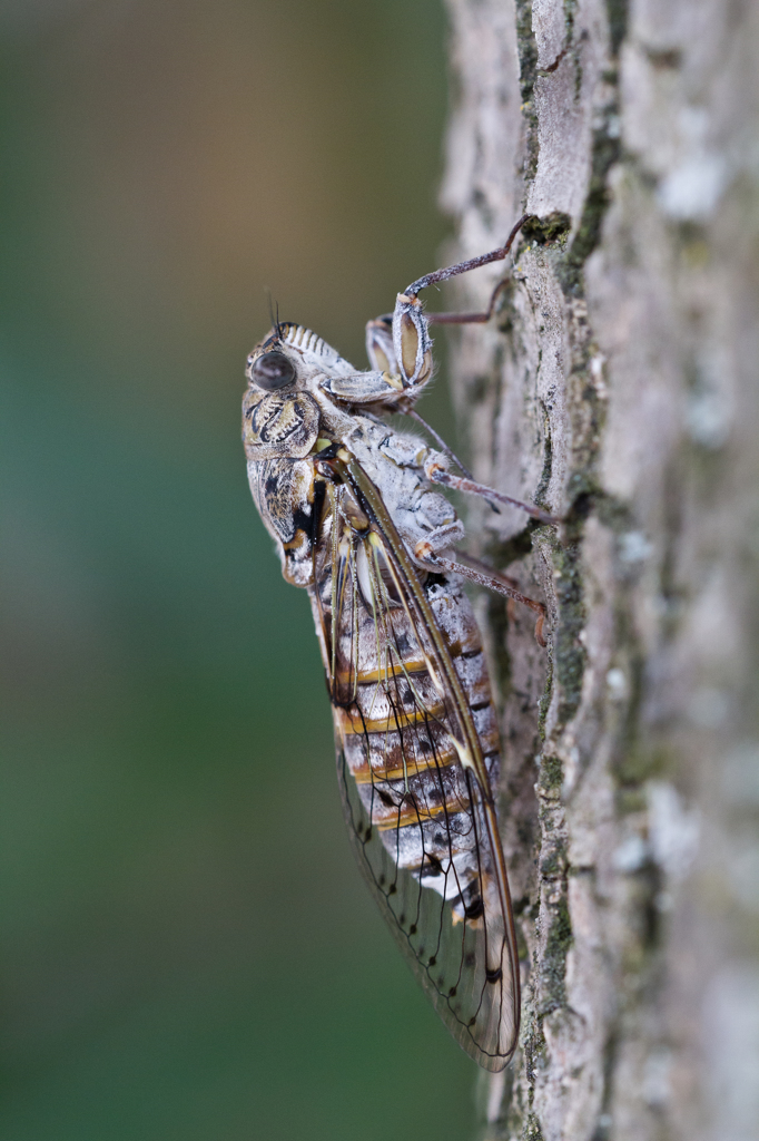 Cicada orni