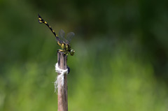 Sinictinogomphus clavatus　ウチワヤンマ