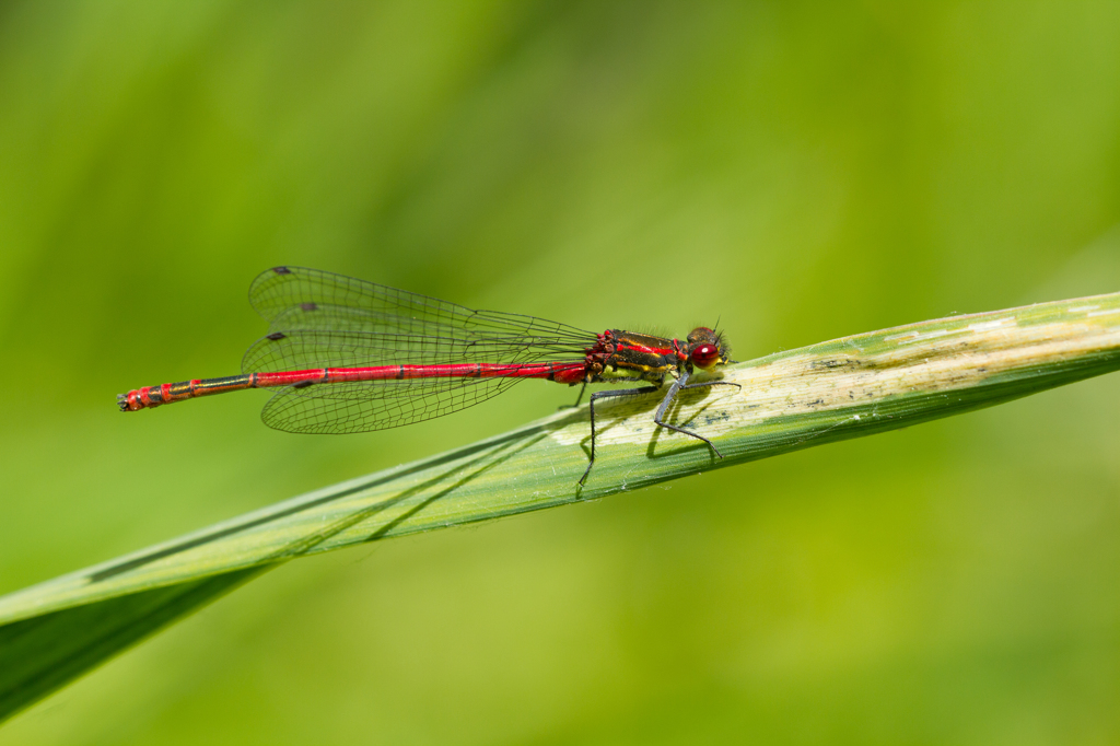 Pyrrhosoma nymphula