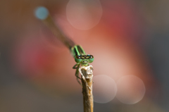 アオモンイトトンボ (Ischnura senegalensis)