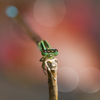 アオモンイトトンボ (Ischnura senegalensis)