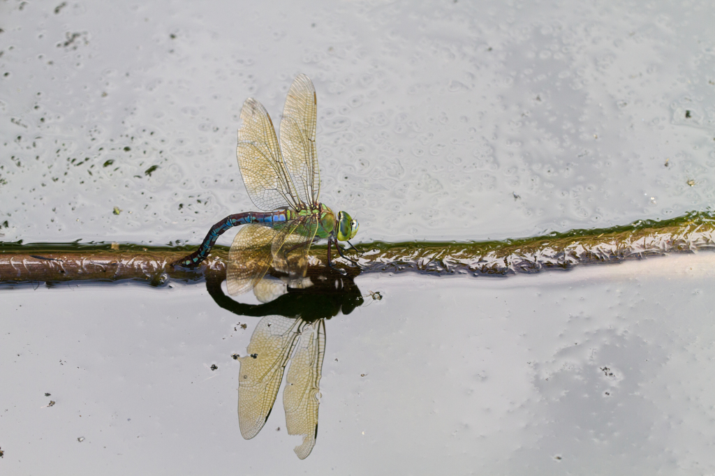 Anax imperator　（ヤンマ科、産卵中のメス）