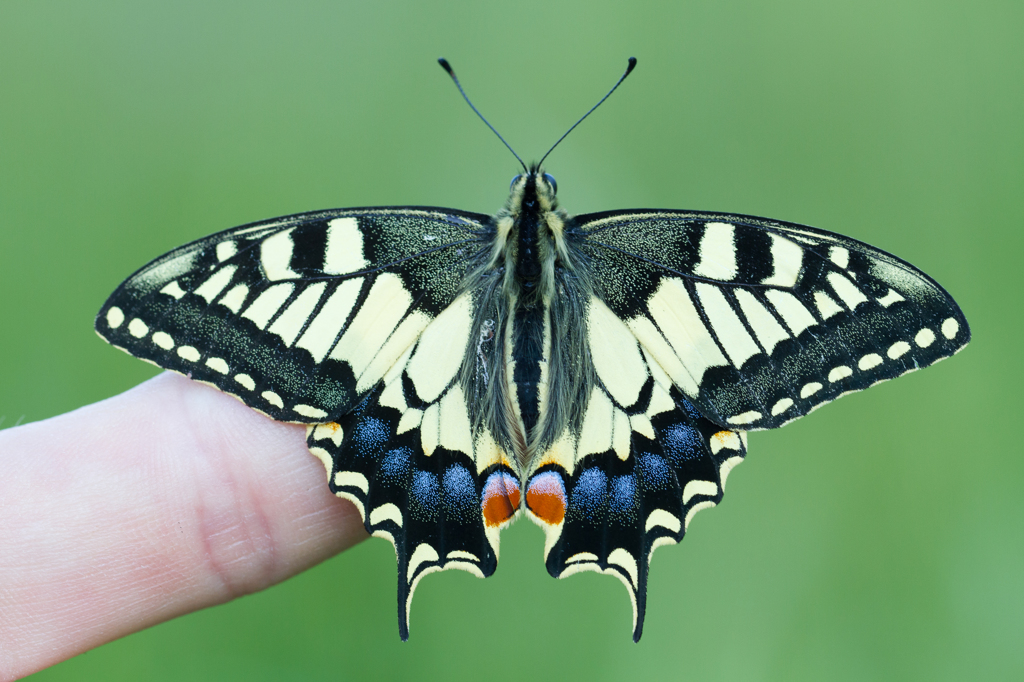 Papilio machaon 2
