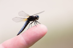 Lyriothemis pachygastra ハラビロトンボ