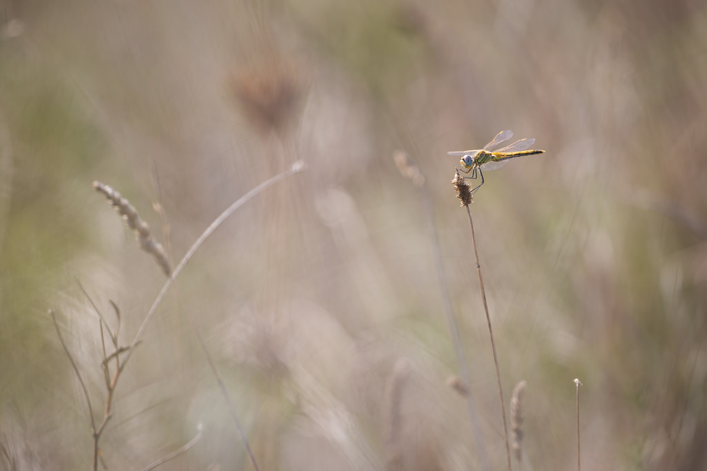 Sympetrum fonscolombii