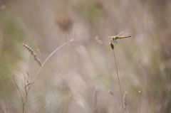 Sympetrum fonscolombii