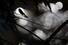 Calopteryx haemorrhoidalis