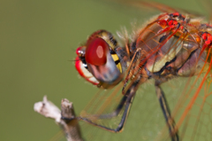 Sympetrum fonscolombii