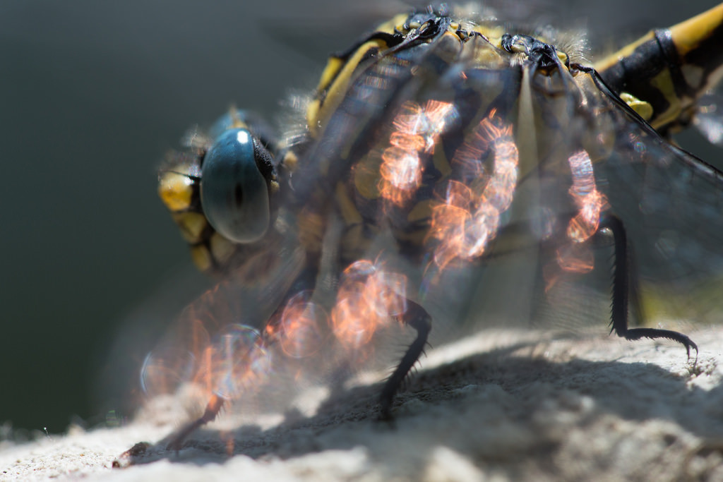 Onychogomphus uncatus
