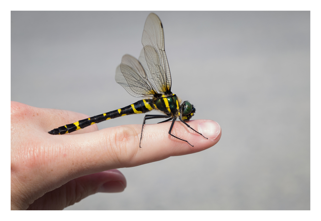 Macromia amphigena コヤマトンボ