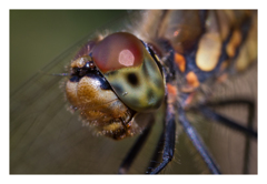 Sympetrum frequens アキアカネ