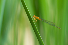 アオモンイトトンボ (Ischnura senegalensis)