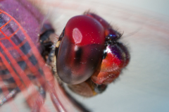 Trithemis annulata