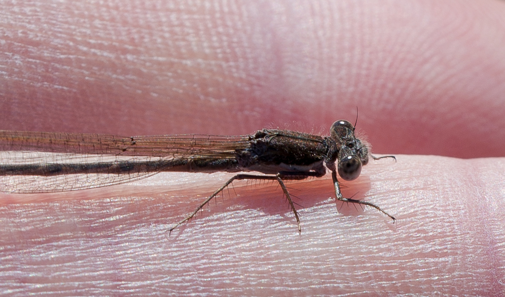 Sympecma fusca (拡大)