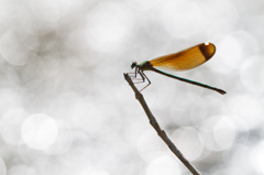Calopteryx haemorrhoidalis