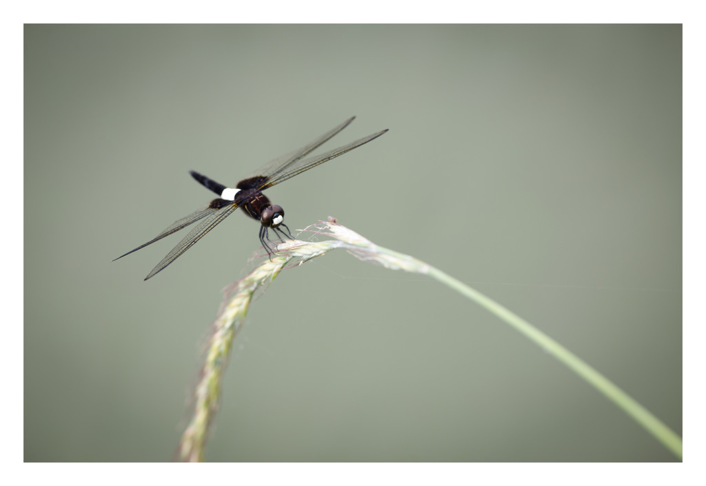 Pseudothemis zonata コシアキトンボ