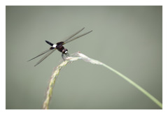 Pseudothemis zonata コシアキトンボ