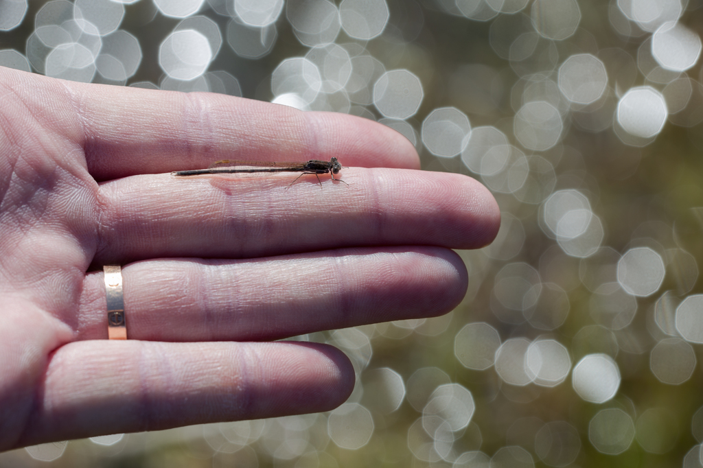 Sympecma fusca 