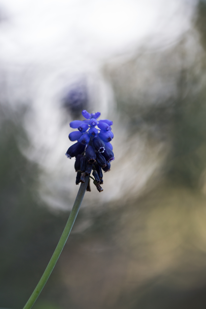 正に花火のよう